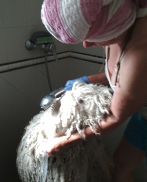 Кошки в нашей жизни. Кошки и все, что с ними связано.