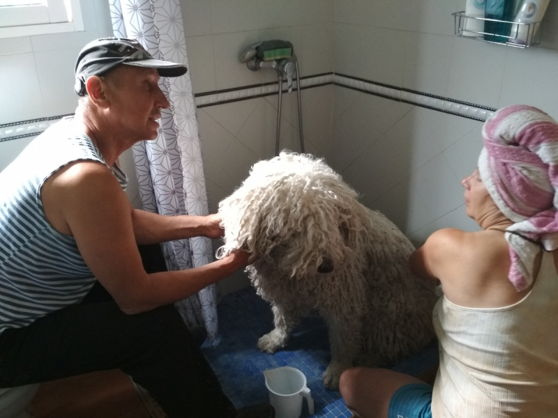 Кошки в нашей жизни. Кошки и все, что с ними связано.