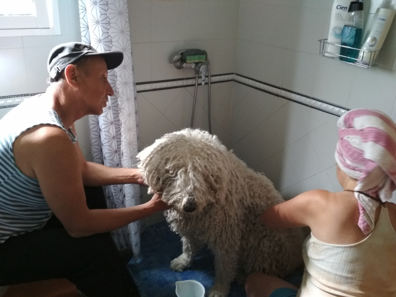 Кошки в нашей жизни. Кошки и все, что с ними связано.