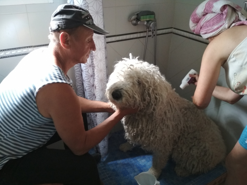 Кошки в нашей жизни. Кошки и все, что с ними связано.