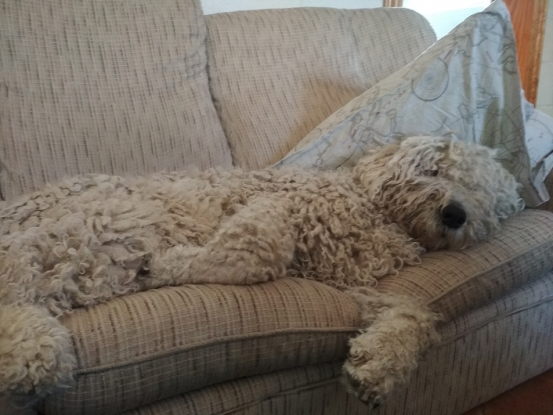 Кошки в нашей жизни. Кошки и все, что с ними связано.