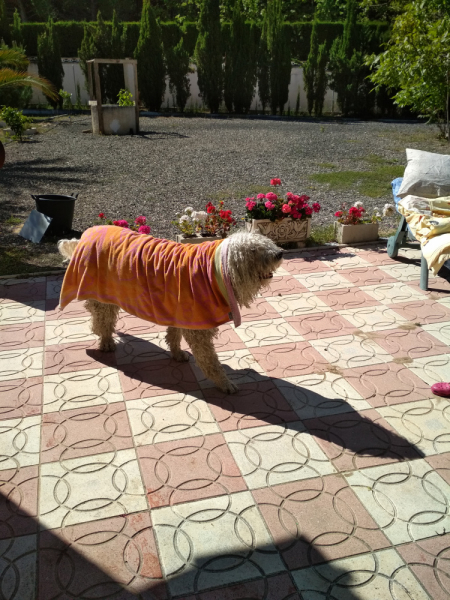 Кошки в нашей жизни. Кошки и все, что с ними связано.