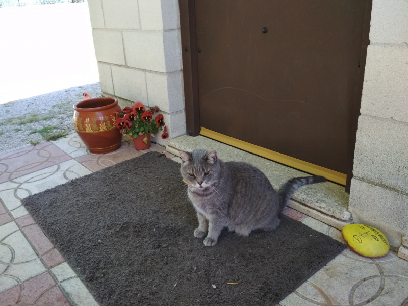 Кошки в нашей жизни. Кошки и все, что с ними связано.