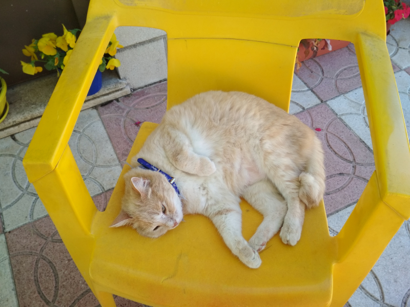 Кошки в нашей жизни. Кошки и все, что с ними связано.