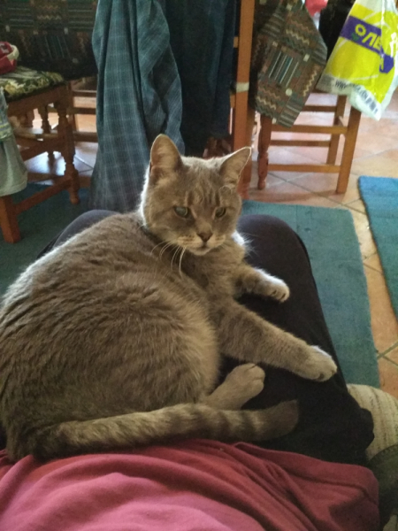 Кошки в нашей жизни. Кошки и все, что с ними связано.