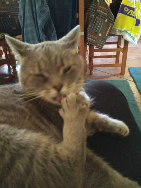 Кошки в нашей жизни. Кошки и все, что с ними связано.