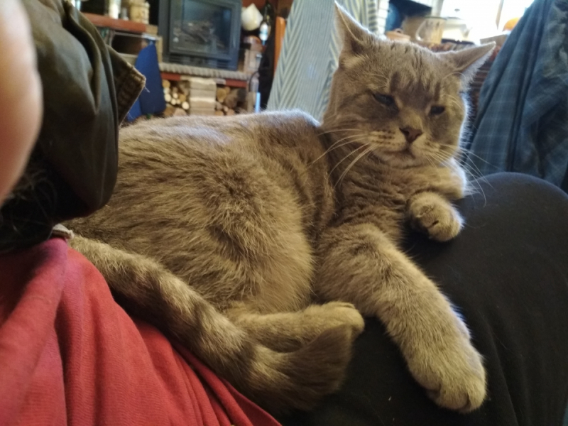 Кошки в нашей жизни. Кошки и все, что с ними связано.