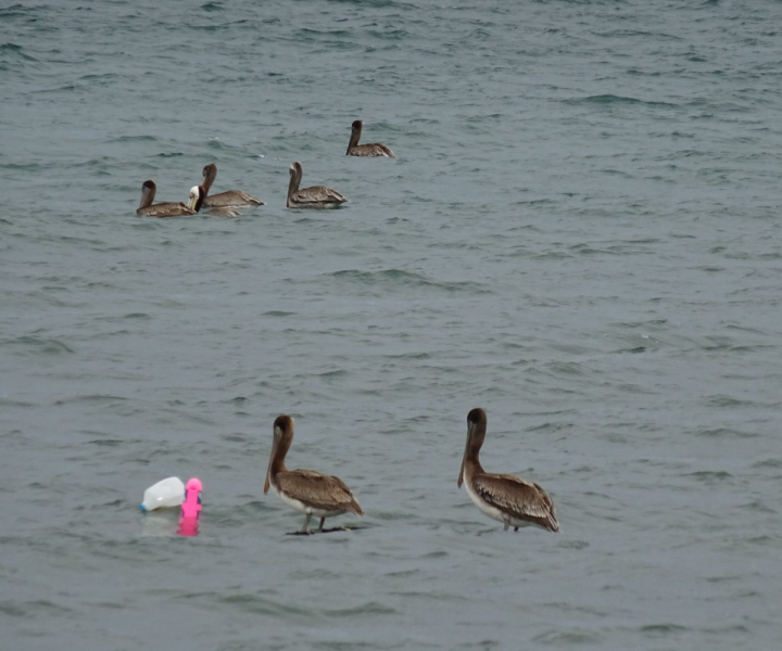 16 дней на разграбление Мексики. И ограбление по-мексикански как алаверды. 2019, февраль