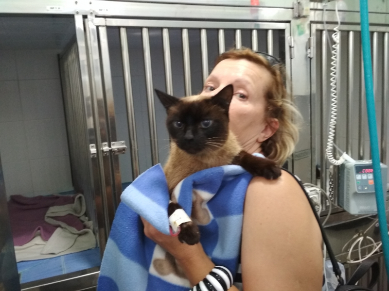 Кошки в нашей жизни. Кошки и все, что с ними связано.