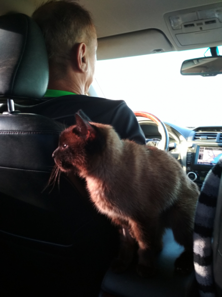 Кошки в нашей жизни. Кошки и все, что с ними связано.