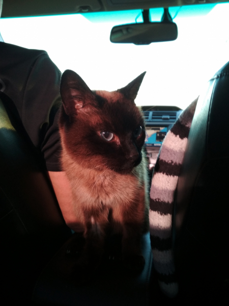 Кошки в нашей жизни. Кошки и все, что с ними связано.