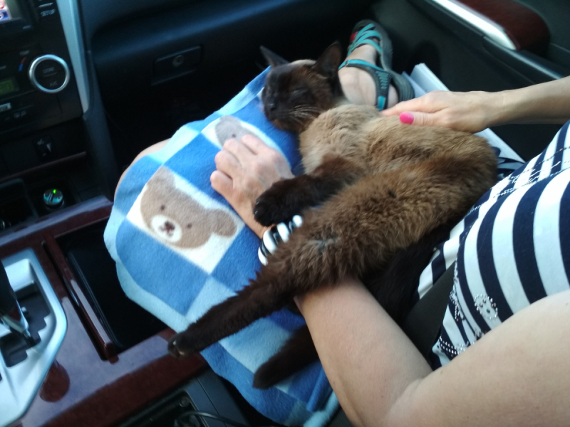 Кошки в нашей жизни. Кошки и все, что с ними связано.