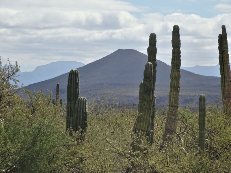 16 дней на разграбление Мексики. И ограбление по-мексикански как алаверды. 2019, февраль