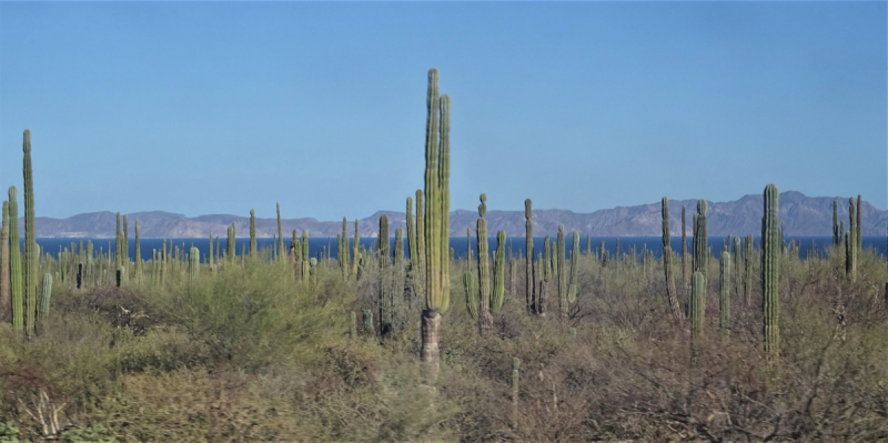 16 дней на разграбление Мексики. И ограбление по-мексикански как алаверды. 2019, февраль