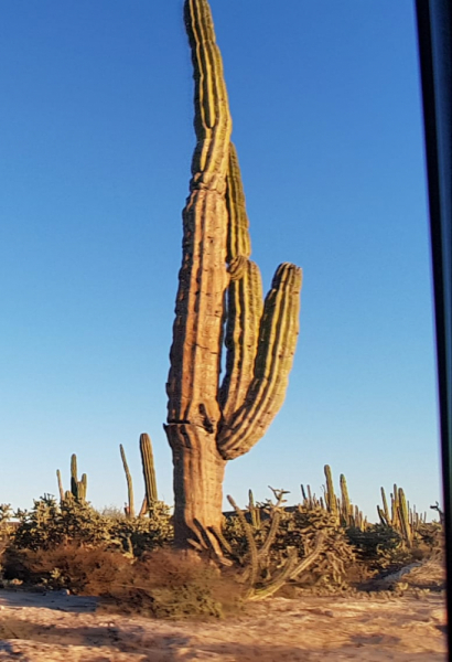 16 дней на разграбление Мексики. И ограбление по-мексикански как алаверды. 2019, февраль