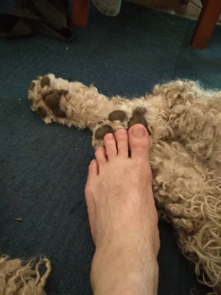 Кошки в нашей жизни. Кошки и все, что с ними связано.