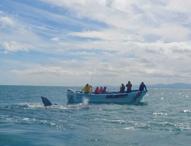 16 дней на разграбление Мексики. И ограбление по-мексикански как алаверды. 2019, февраль