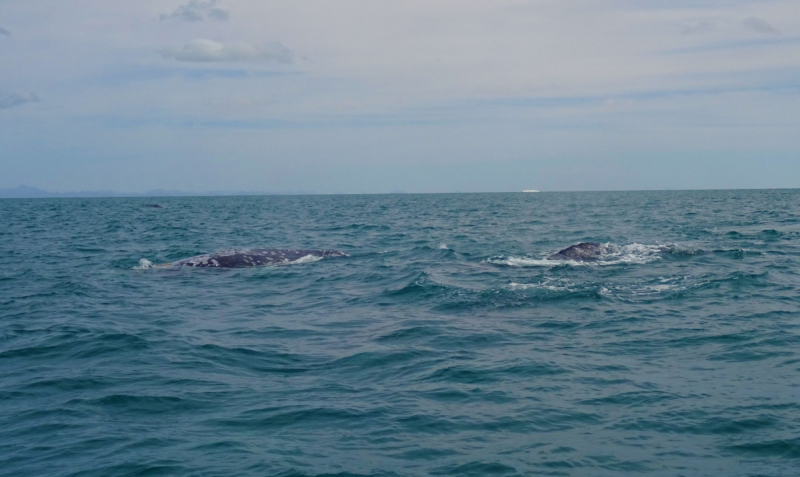 16 дней на разграбление Мексики. И ограбление по-мексикански как алаверды. 2019, февраль