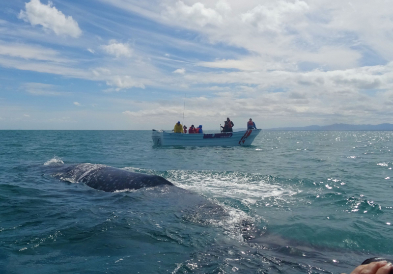 16 дней на разграбление Мексики. И ограбление по-мексикански как алаверды. 2019, февраль
