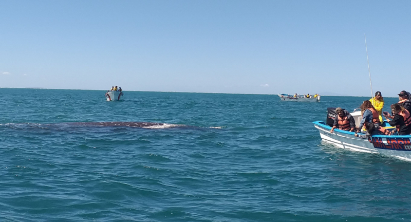 16 дней на разграбление Мексики. И ограбление по-мексикански как алаверды. 2019, февраль