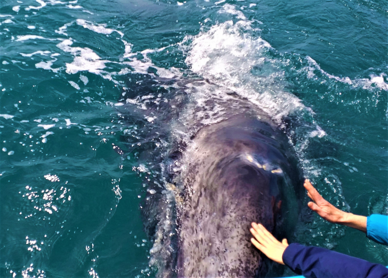 16 дней на разграбление Мексики. И ограбление по-мексикански как алаверды. 2019, февраль