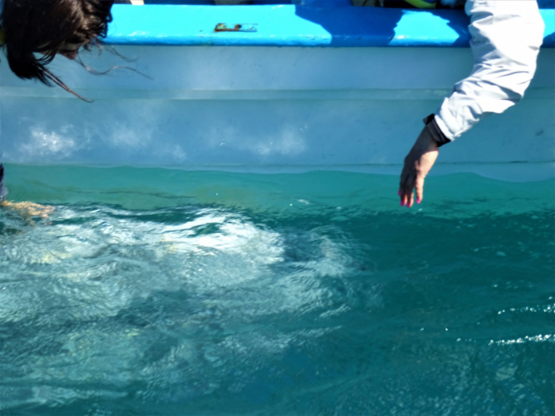 16 дней на разграбление Мексики. И ограбление по-мексикански как алаверды. 2019, февраль