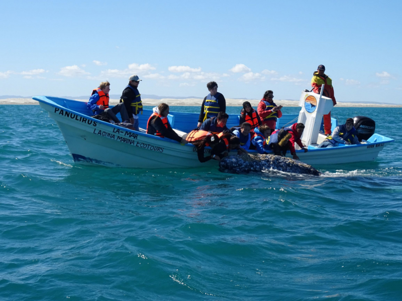 16 дней на разграбление Мексики. И ограбление по-мексикански как алаверды. 2019, февраль