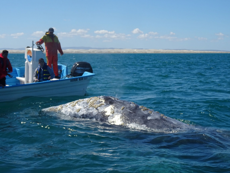 16 дней на разграбление Мексики. И ограбление по-мексикански как алаверды. 2019, февраль
