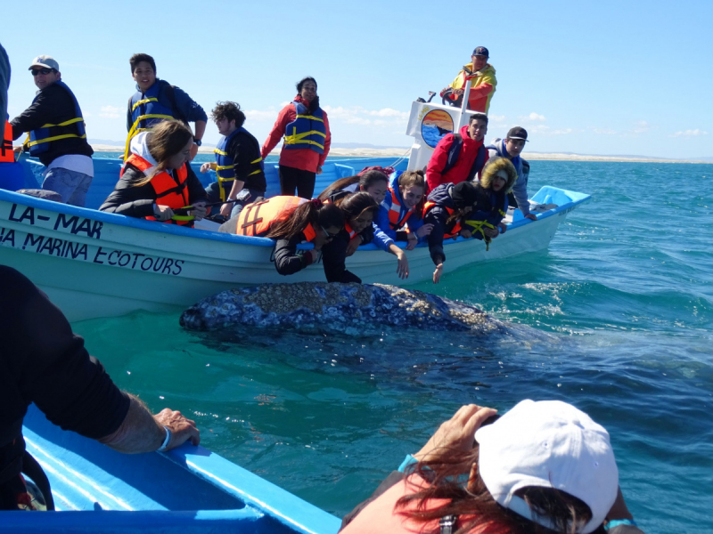 16 дней на разграбление Мексики. И ограбление по-мексикански как алаверды. 2019, февраль