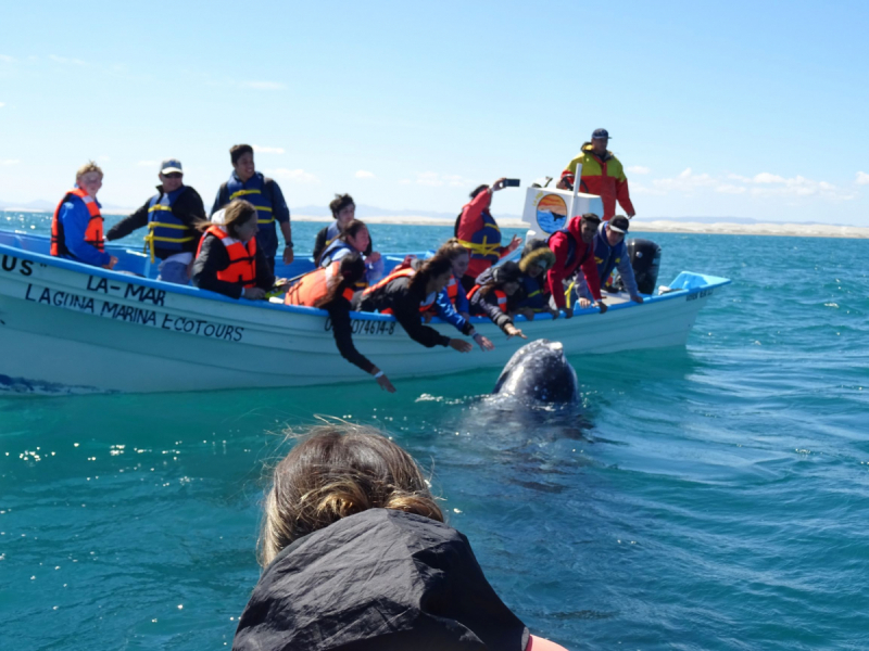 16 дней на разграбление Мексики. И ограбление по-мексикански как алаверды. 2019, февраль