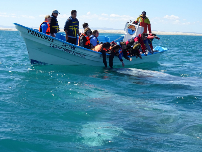 16 дней на разграбление Мексики. И ограбление по-мексикански как алаверды. 2019, февраль