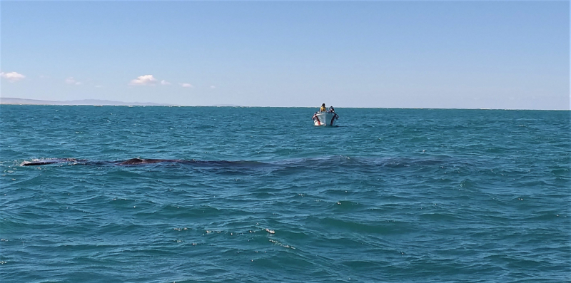 16 дней на разграбление Мексики. И ограбление по-мексикански как алаверды. 2019, февраль