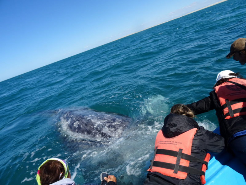 16 дней на разграбление Мексики. И ограбление по-мексикански как алаверды. 2019, февраль