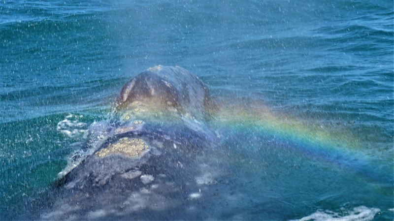 16 дней на разграбление Мексики. И ограбление по-мексикански как алаверды. 2019, февраль