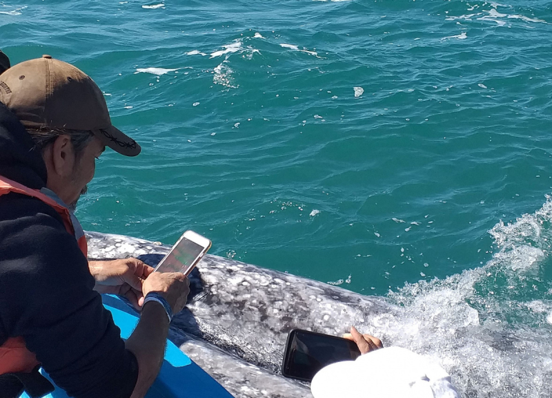 16 дней на разграбление Мексики. И ограбление по-мексикански как алаверды. 2019, февраль