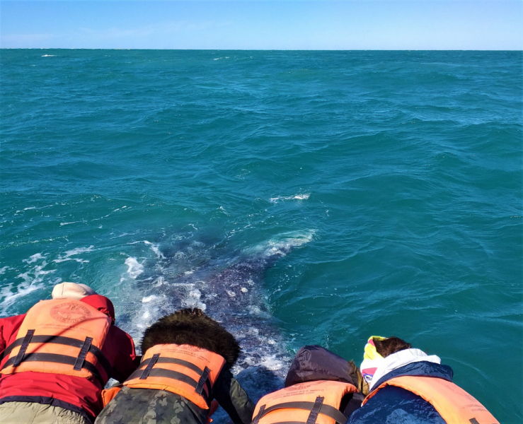 16 дней на разграбление Мексики. И ограбление по-мексикански как алаверды. 2019, февраль