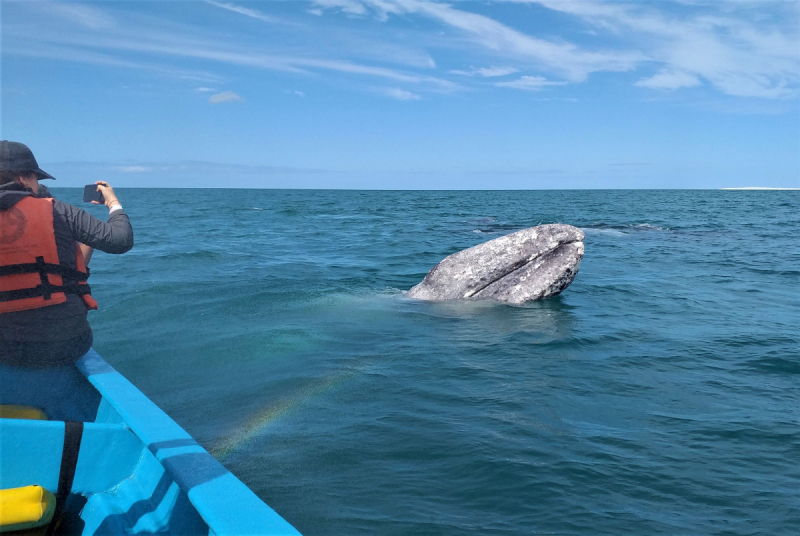 16 дней на разграбление Мексики. И ограбление по-мексикански как алаверды. 2019, февраль