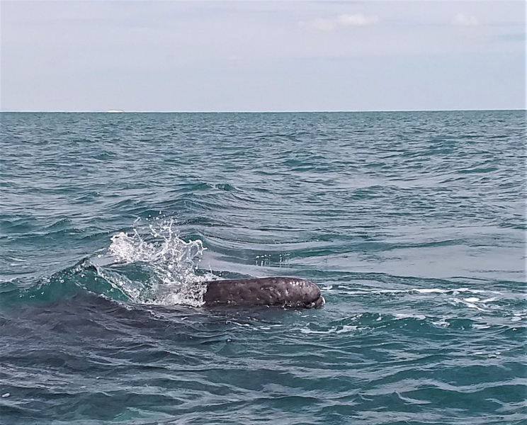 16 дней на разграбление Мексики. И ограбление по-мексикански как алаверды. 2019, февраль