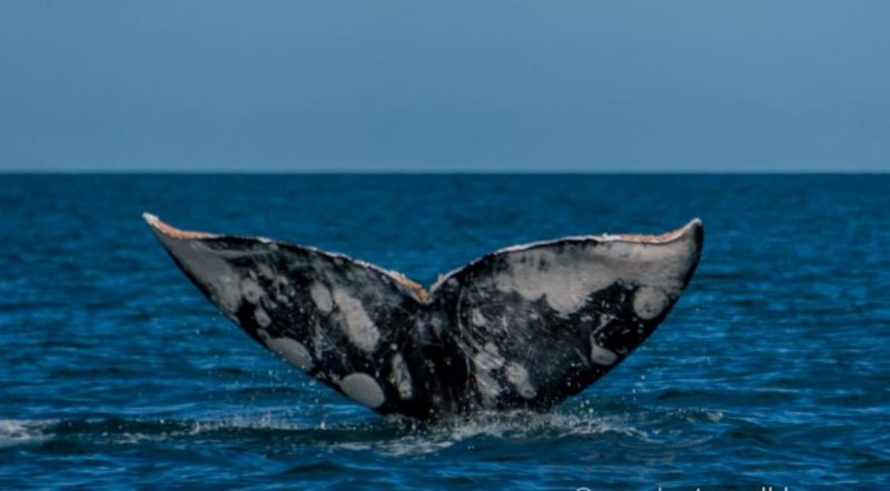 16 дней на разграбление Мексики. И ограбление по-мексикански как алаверды. 2019, февраль