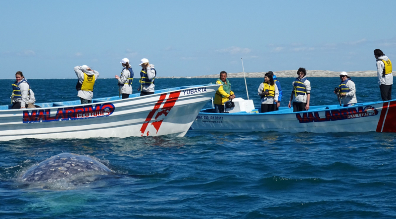 16 дней на разграбление Мексики. И ограбление по-мексикански как алаверды. 2019, февраль
