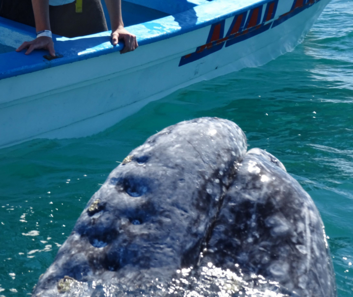16 дней на разграбление Мексики. И ограбление по-мексикански как алаверды. 2019, февраль