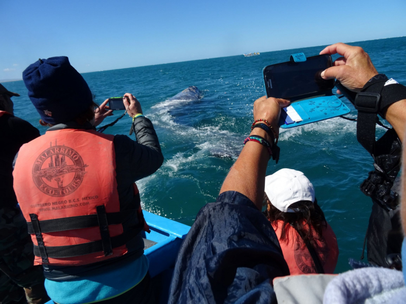 16 дней на разграбление Мексики. И ограбление по-мексикански как алаверды. 2019, февраль