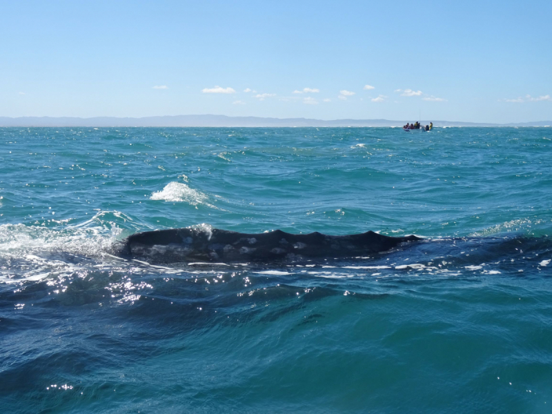16 дней на разграбление Мексики. И ограбление по-мексикански как алаверды. 2019, февраль