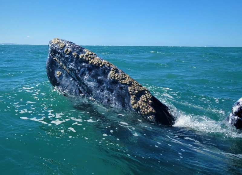 16 дней на разграбление Мексики. И ограбление по-мексикански как алаверды. 2019, февраль