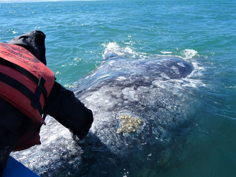 16 дней на разграбление Мексики. И ограбление по-мексикански как алаверды. 2019, февраль