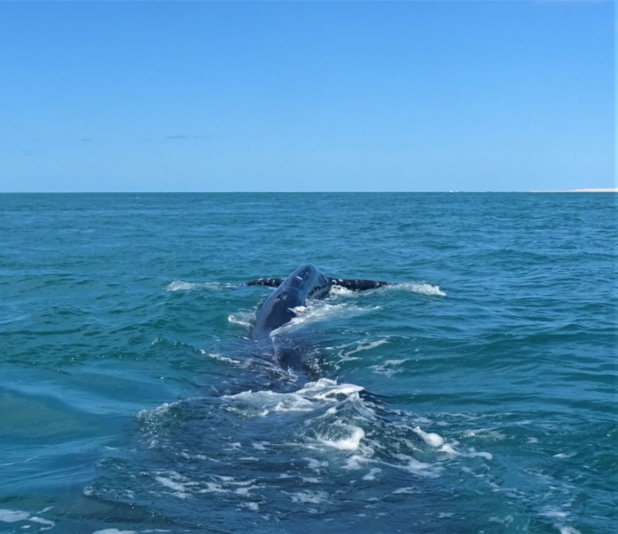 16 дней на разграбление Мексики. И ограбление по-мексикански как алаверды. 2019, февраль