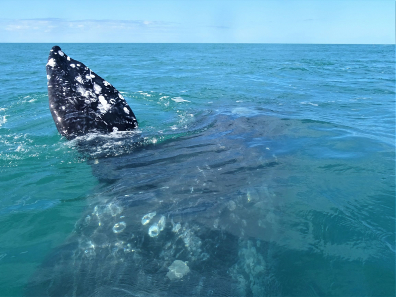16 дней на разграбление Мексики. И ограбление по-мексикански как алаверды. 2019, февраль