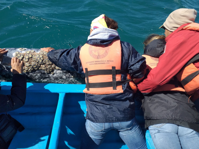 16 дней на разграбление Мексики. И ограбление по-мексикански как алаверды. 2019, февраль