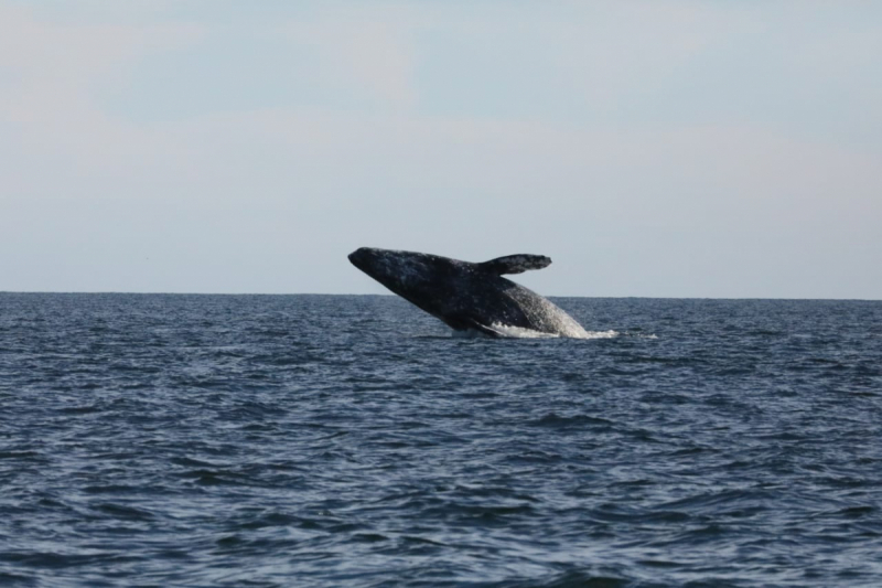 16 дней на разграбление Мексики. И ограбление по-мексикански как алаверды. 2019, февраль