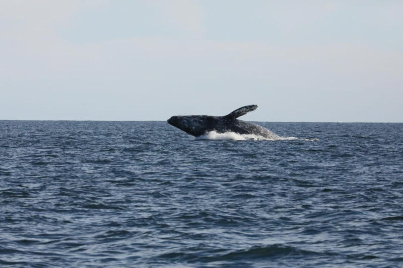 16 дней на разграбление Мексики. И ограбление по-мексикански как алаверды. 2019, февраль